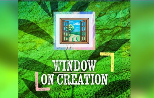 Window