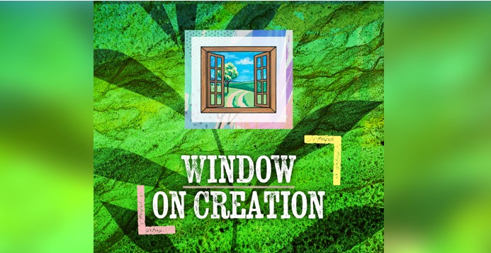 Window